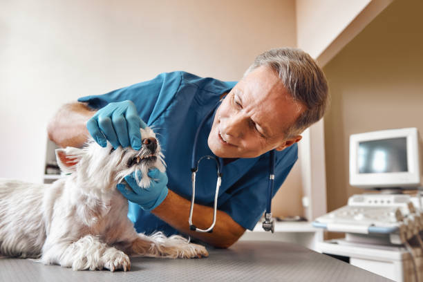 Best Emergency Wisdom Teeth Removal in Wilder, VT